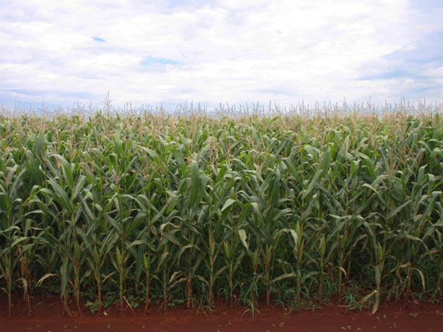 A Brazilian corn field in 2014. This year, second-crop Brazilian corn production is expected to be record high. (DTN file photo by Alastair Stewart)